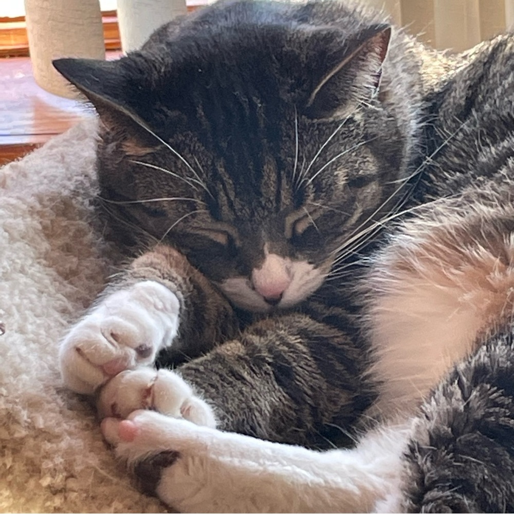 💔🐾🐾🐾💔RIP Clara💔🐾🐾🐾💔 - Picture 10 of 11